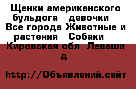 Щенки американского бульдога ( девочки) - Все города Животные и растения » Собаки   . Кировская обл.,Леваши д.